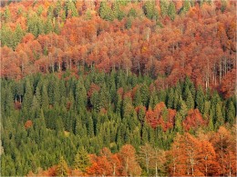 Foreste autunnali: risorsa culturale e naturale